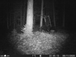 Lokkejagt på vildsvin