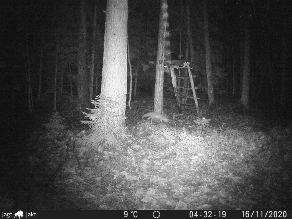 Test af Basic 2018 vildtkamera 3 DSCF0115